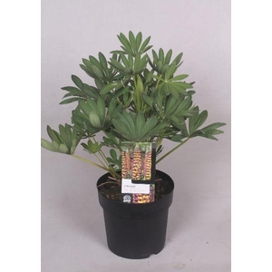 Lupinus 'West Country' Manhatten Lights - 23 cm