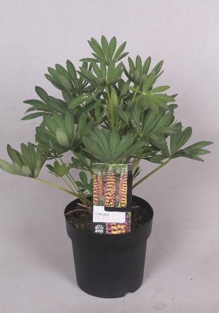 <h4>Lupinus 'West Country' Manhatten Lights - 23 cm</h4>