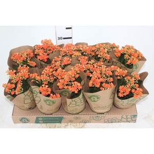 KALANCHOE DOBRADO P11 LARANJA