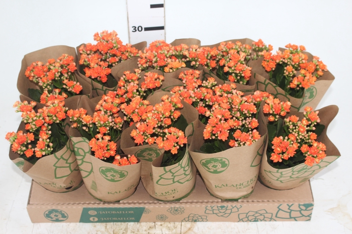 <h4>KALANCHOE DOBRADO P11 LARANJA</h4>
