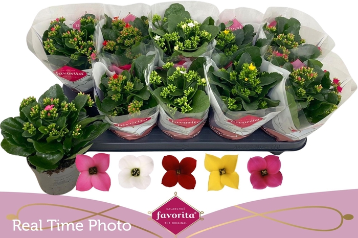 <h4>KAL EN GEM 5 KL</h4>