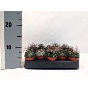 CACTUS GEM