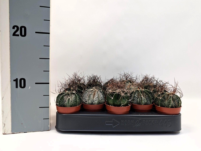 <h4>CACTUS GEM</h4>