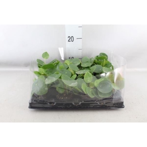 Pilea peperomoides