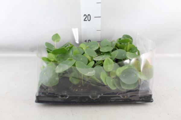 <h4>Pilea peperomoides</h4>