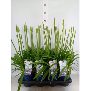 Agapanthus  'Amourette Superb'