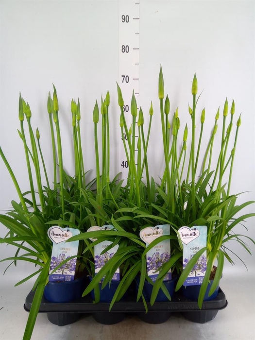 <h4>Agapanthus  'Amourette Superb'</h4>