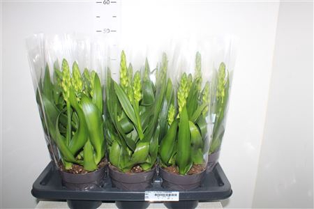 <h4>Ornithogalum Thyrsoi 3 Branches</h4>