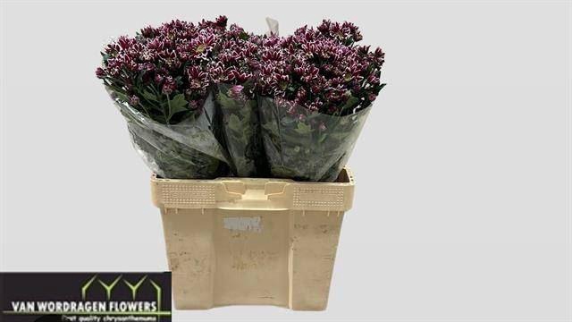 <h4>Chrys Bolte</h4>