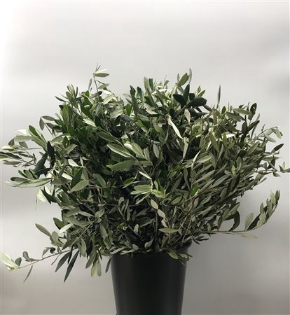 Olea Europaea 400g