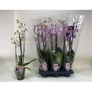 PHAL GEM