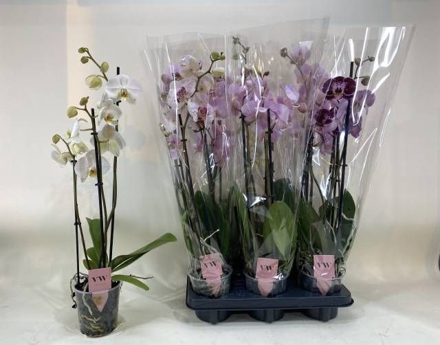 <h4>PHAL GEM</h4>