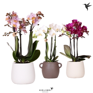 Kolibri Orchids Phalaenopsis mix 3 spike in Scales pot mix