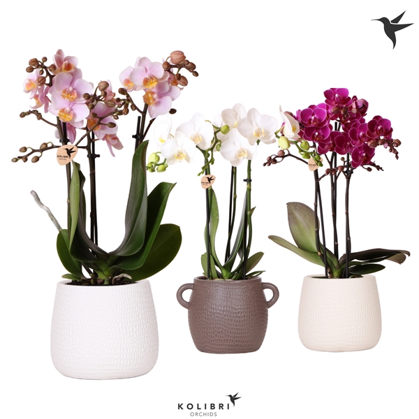 <h4>Phalaenopsis Multifloratypes overig</h4>