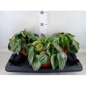 Peperomia argyreia