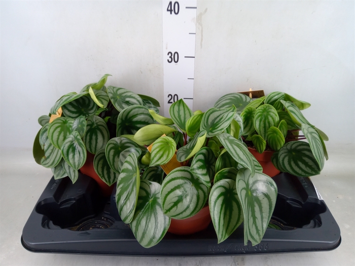 <h4>Peperomia argyreia</h4>