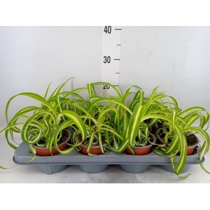 Chlorophytum com. 'Bonnie'