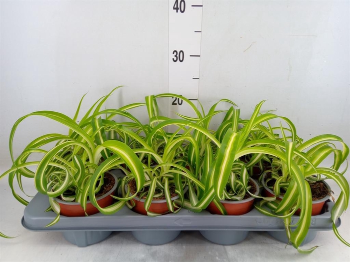 <h4>Chlorophytum com. 'Bonnie'</h4>