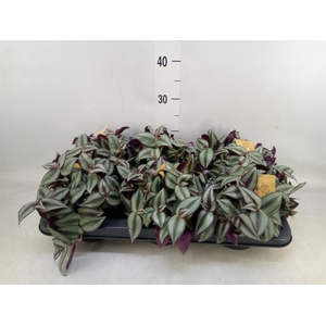 Tradescantia zebr. 'Purpusii'