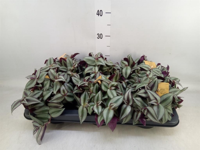 <h4>Tradescantia zebr. 'Purpusii'</h4>