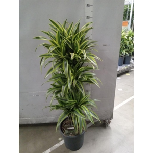 Dracaena fr de 'LemonLime'