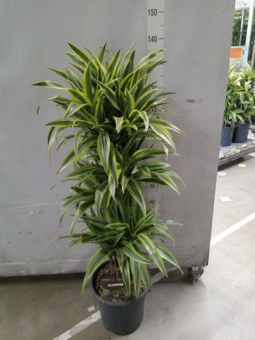 <h4>Dracaena fr de 'LemonLime'</h4>
