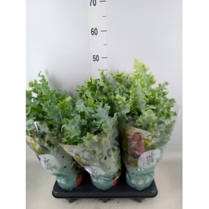 Phlebodium aureum 'Davana'