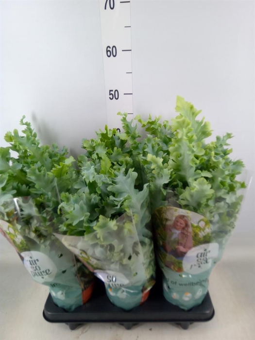 <h4>Phlebodium aureum 'Davana'</h4>