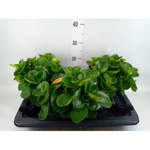 Peperomia obt. 'Green Gold'