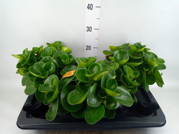 <h4>Peperomia obt. 'Green Gold'</h4>