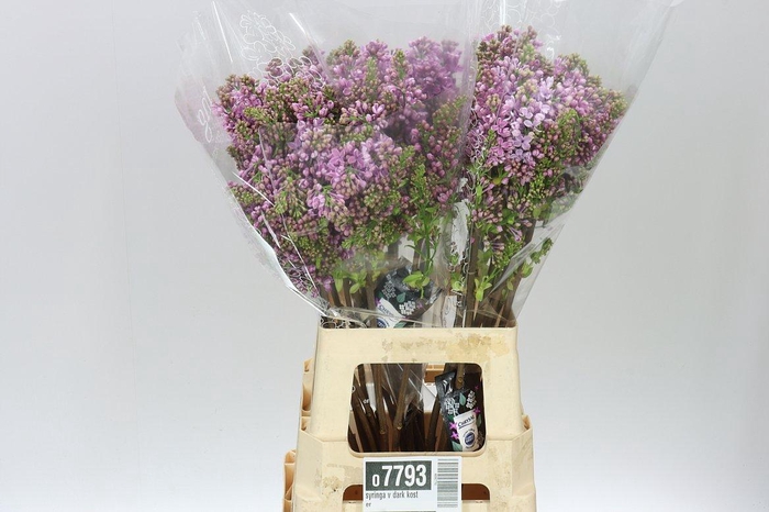 <h4>Syringa V Dark Koster Ex</h4>