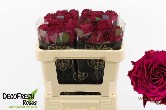 <h4>R Gr Venturoso</h4>