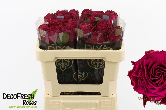 <h4>R Gr Venturoso</h4>