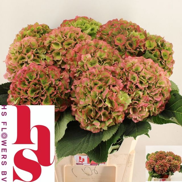 <h4>Hydrangea Verena CL</h4>
