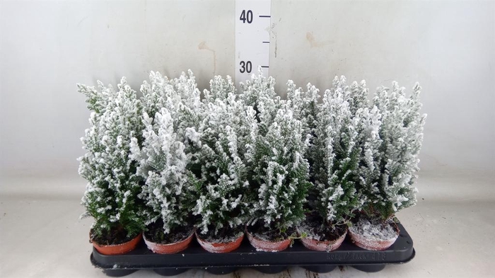 <h4>Chamaecyparis laws. 'Ellwoodii'</h4>