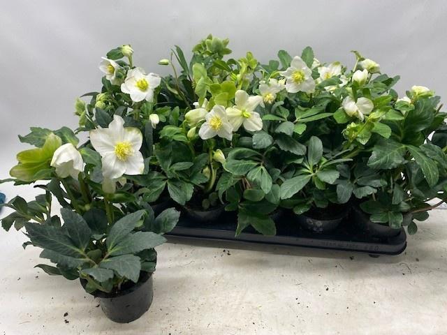 <h4>HELL NI HAPPY DAY</h4>