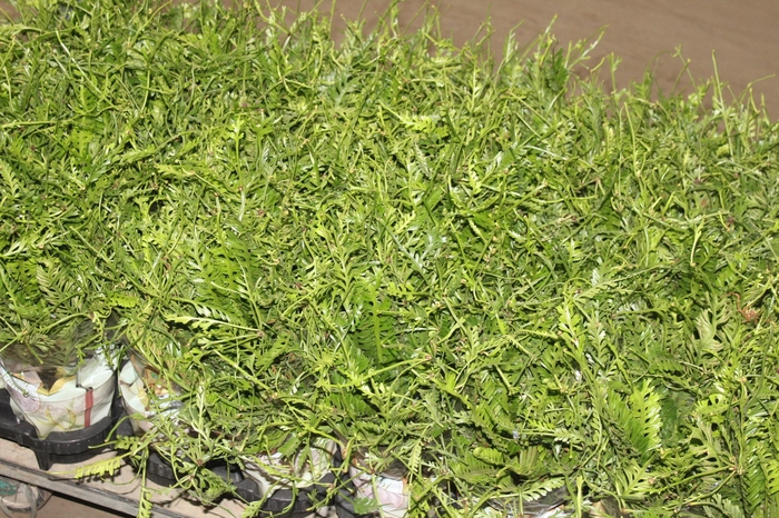 <h4>KENZOI FER P14</h4>