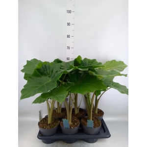 Alocasia  'Portodora'
