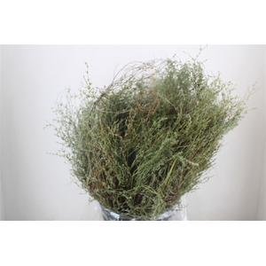 Thym Falso 400gr P Bunch