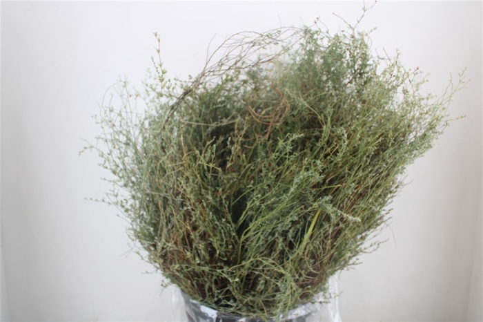 <h4>Thym Falso 400gr P Bunch</h4>