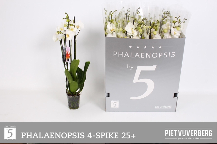 <h4>PHAL OV WIT</h4>