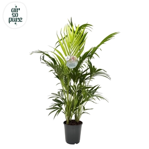 KENTIA - P24 H170 - 8PP - Air So Pure (Howea forsteriana)