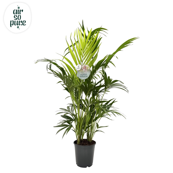 <h4>KENTIA - P24 H170 - 8PP - Air So Pure (Howea forsteriana)</h4>