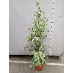 Ficus benja. 'Golden King'