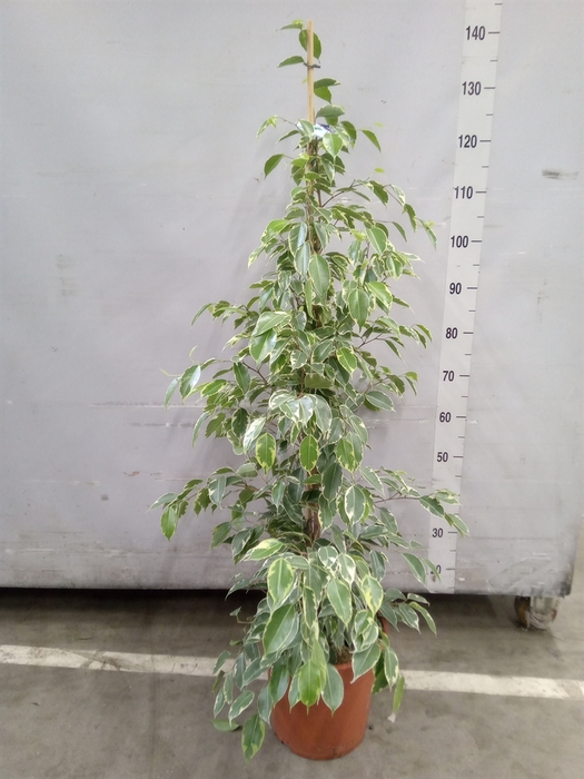 <h4>Ficus benja. 'Golden King'</h4>