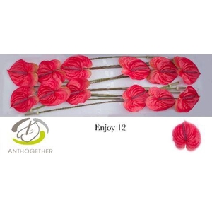 Anthurium Enjoy