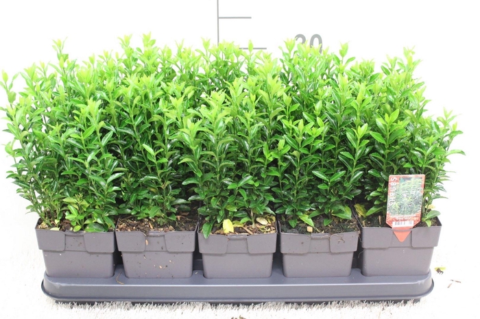 <h4>Euonymus japon. 'Green Spire'</h4>