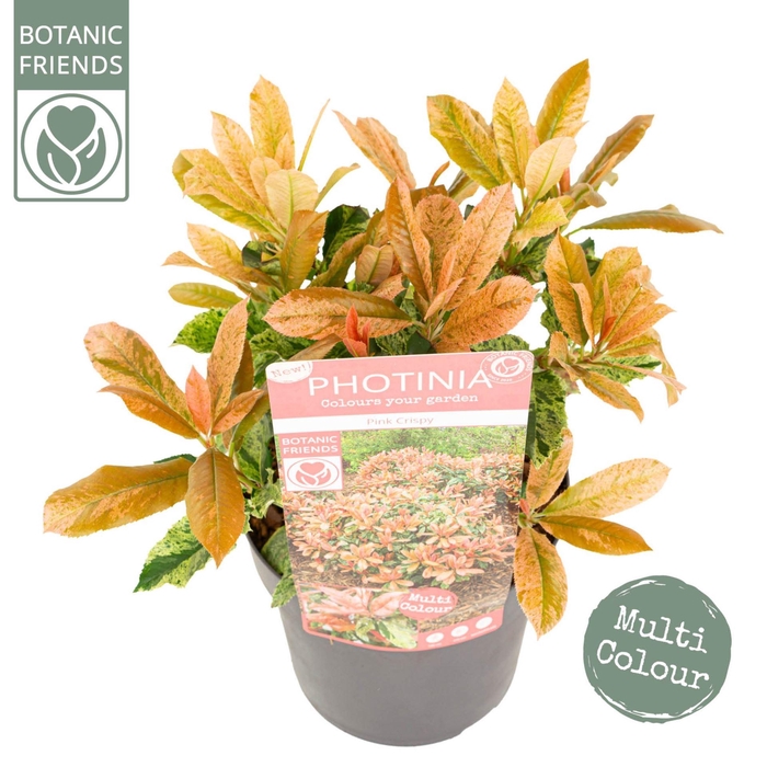 Photinia serratifolia Pink Crispy