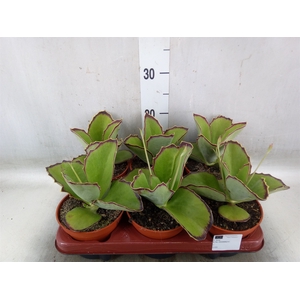 Kalanchoe   ...