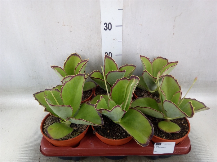 <h4>Kalanchoe   ...</h4>